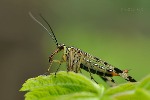 srpica ♀ Panorpa sp.