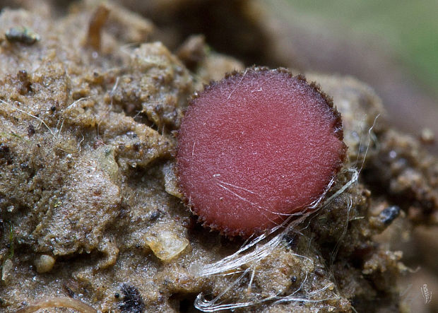 štítovnička inovaťová Parascutellinia carneosanguinea (Fuckel) T. Schumach.