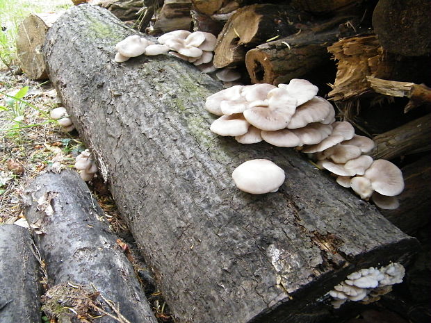 hliva buková Pleurotus pulmonarius (Fr.) Quél.