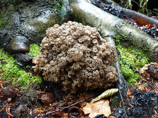 trúdnik klobúčkatý Polyporus umbellatus (Pers.) Fr.