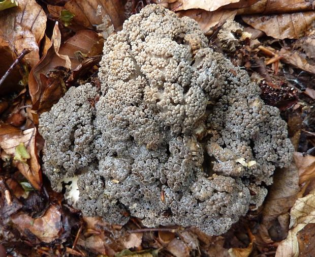 trúdnik klobúčkatý Polyporus umbellatus (Pers.) Fr.