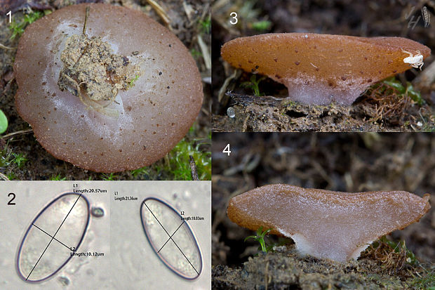 čiaška purpurová Purpureodiscus subisabellinus (Le Gal) Van Vooren