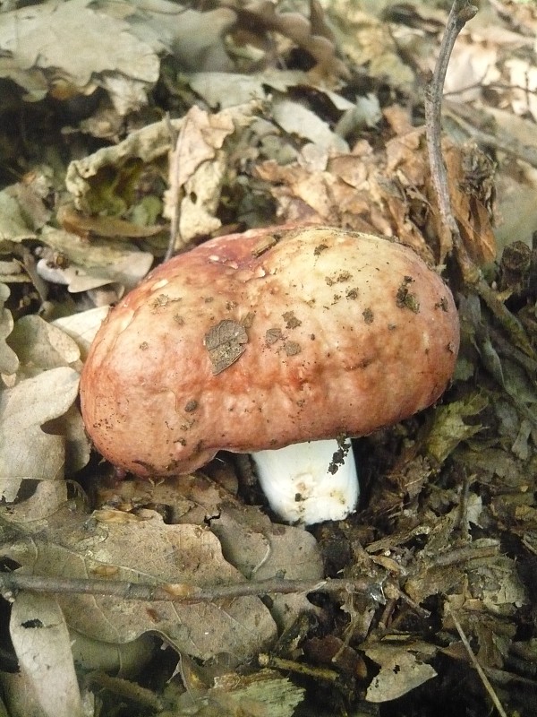 plávka Russula sp.