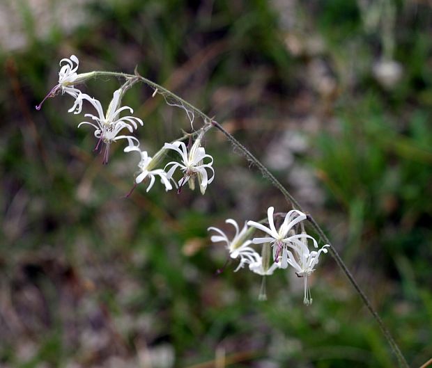 silenka ovisnutá Silene nutans L.