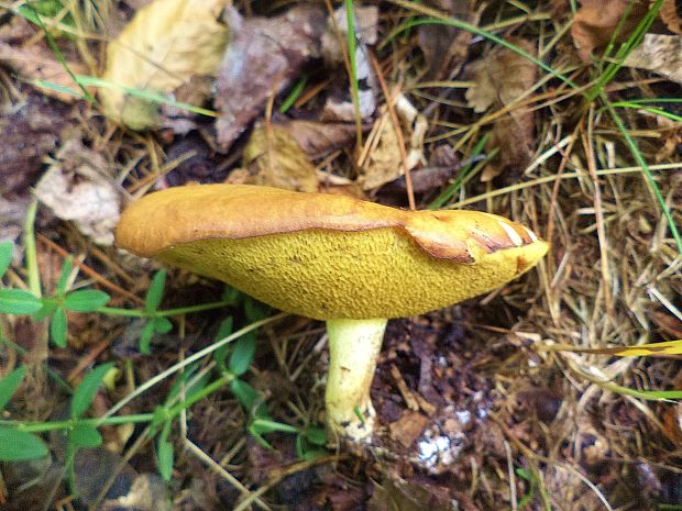 masliak zrnitý Suillus granulatus (L.) Roussel