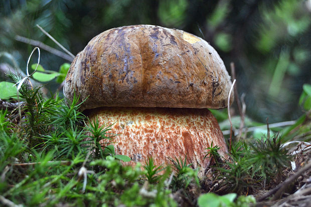 hríb zrnitohlúbikový Sutorius luridiformis (Rostk.) G. Wu & Zhu L. Yang