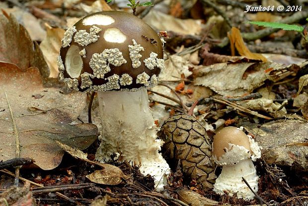 muchotrávka hrubá Amanita excelsa (Fr.) Bertill.