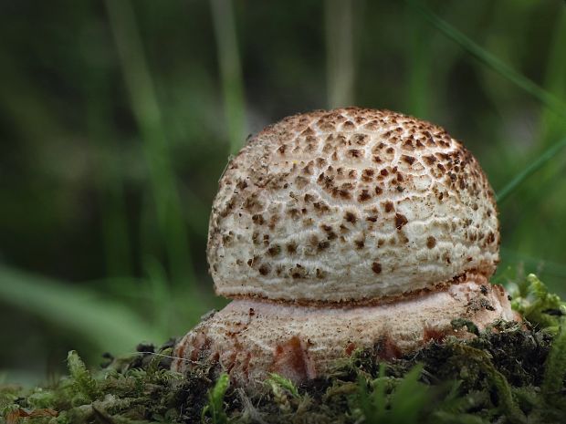 muchotrávka červenkastá Amanita rubescens Pers.