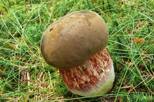 hríb zrnitohlúbikový - hřib kovář Boletus erythropus var. erythropus Pers.  Pers. 1876