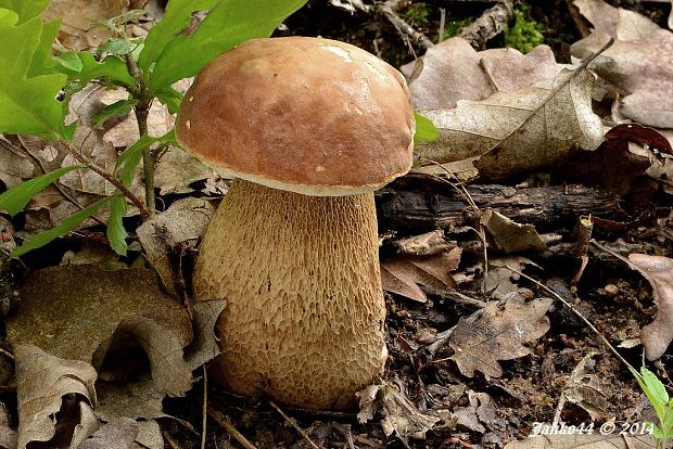 hríb dubový Boletus reticulatus Schaeff.