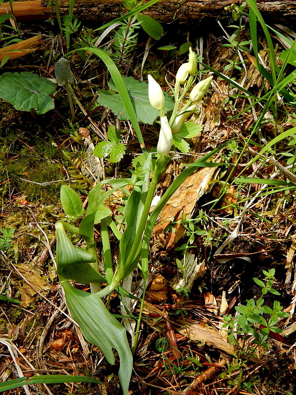 prilbovka biela Cephalanthera damasonium (Mill.) Druce