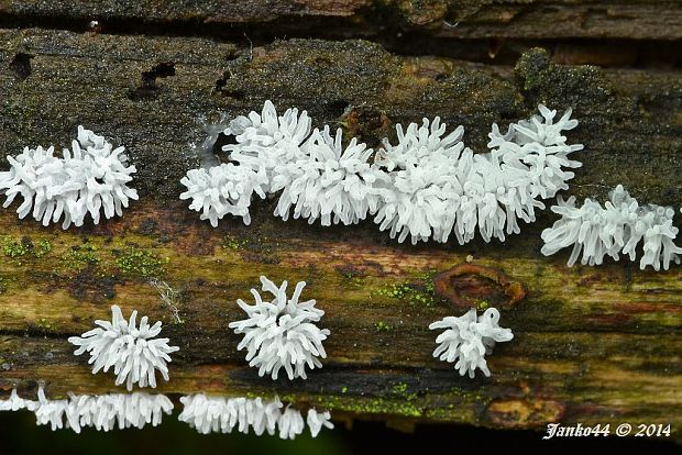 rohačka kríčkovitá Ceratiomyxa fruticulosa var. fruticulosa (O.F. Müll.) T. Macbr