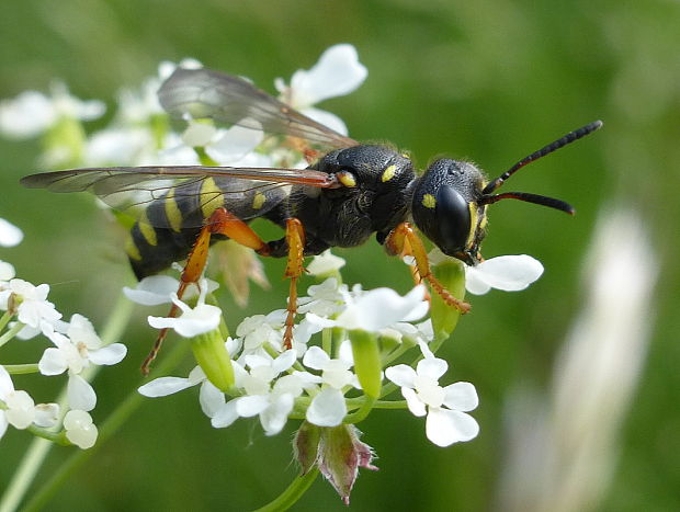 kutavka Cerceris quinquefasciata Rossi, 1792