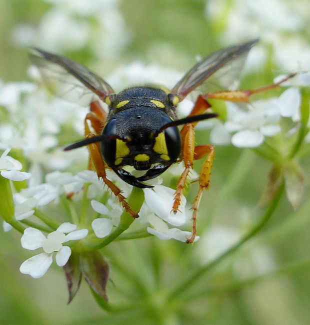 kutavka Cerceris quinquefasciata Rossi, 1792