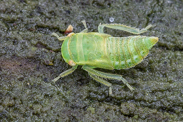 cikádka Cicadellidae