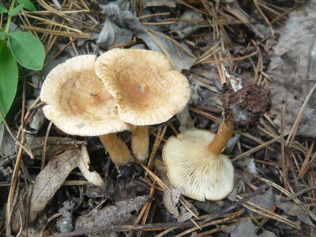 strmuľka lievikovitá Clitocybe gibba (Pers.) P. Kumm.