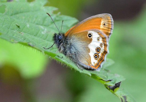 očkáň medničkový Coenonympha arcania