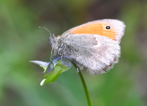 očkáň pohánkový Coenonympha pamphilus