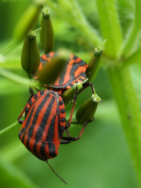 bzdocha pásavá Graphosoma italicum