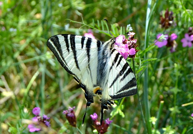 vidlochvost ovocný Iphiclides podalirius