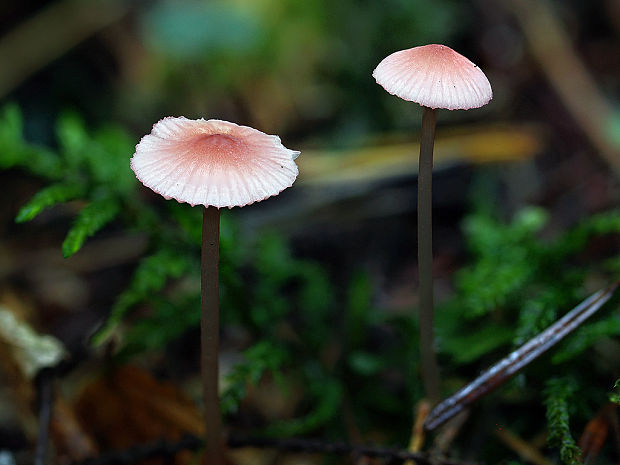 prilbička ružová Mycena rosella (Fr.) P. Kumm.