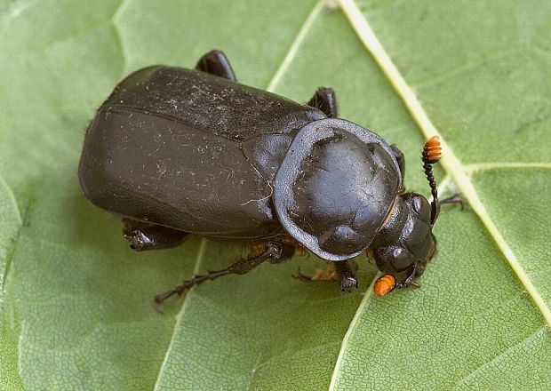 hrobárik čierny Nicrophorus humator