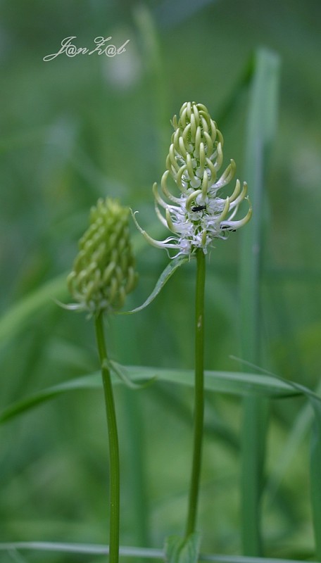 zerva klasnatá Phyteuma spicatum L.