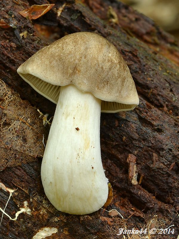 štítovka jelenia Pluteus cervinus (Schaeff.) P. Kumm.