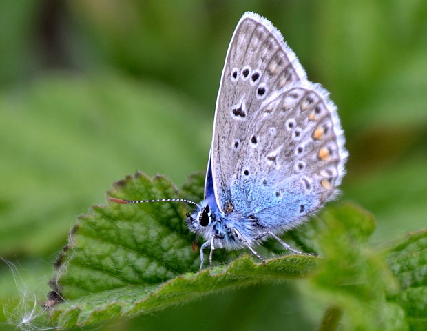 modráčik obyčajný Polyommatus icarus