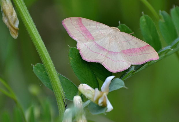 piadica prútnatcová Rhodostrophia vibicaria