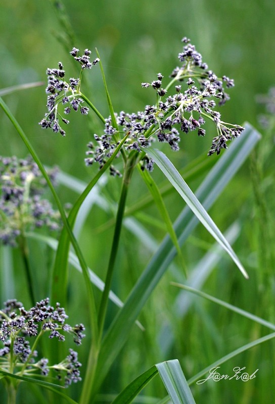 škripina lesná Scirpus sylvaticus L.