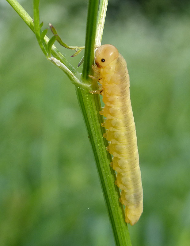 pahúsenica Selandria melanosterna Serville, 1823