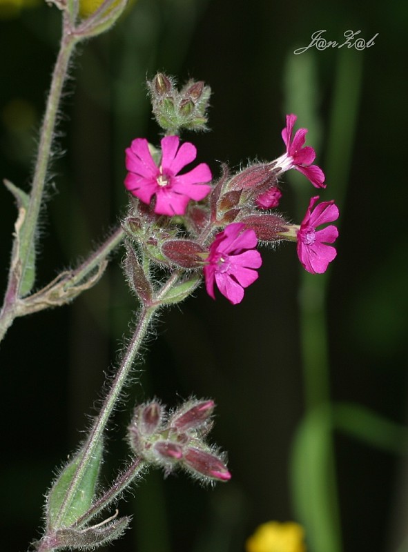 silenka červená Silene dioica (L.) Clairv.