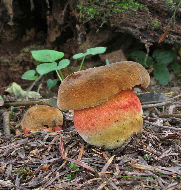 hríb zrnitohlúbikový Sutorius luridiformis (Rostk.) G. Wu & Zhu L. Yang