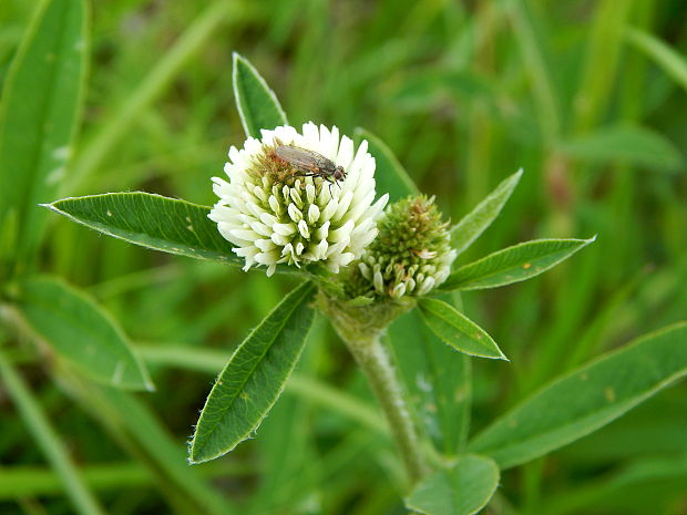 ďatelina horská Trifolium montanum L.