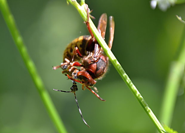 sršeň obyčajný Vespa crabro