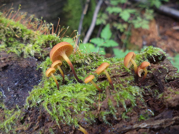 tanečnička zvončekovitá Xeromphalina campanella (Batsch) Maire