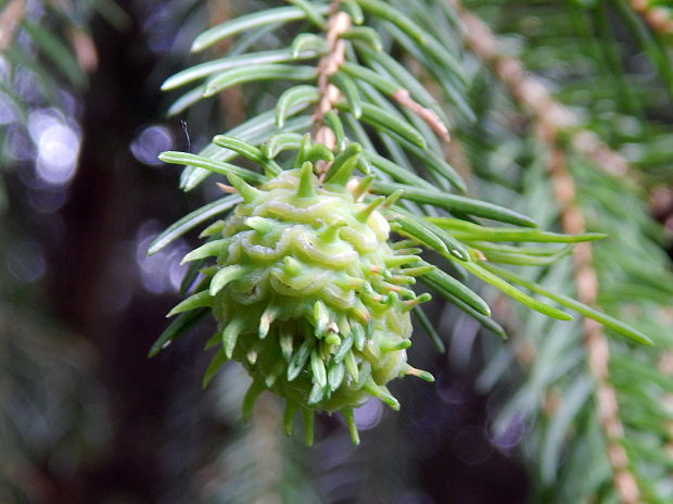 kôrovnica zelená sacchiphantes viridis