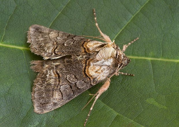 mora čiernočiara Abrostola triplasia