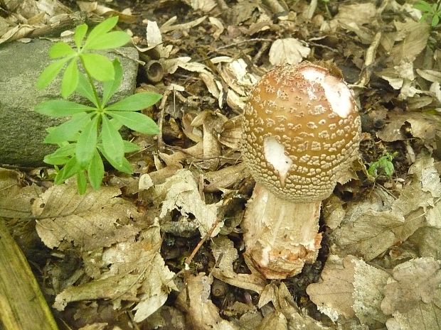 muchotrávka červenkastá Amanita rubescens Pers.