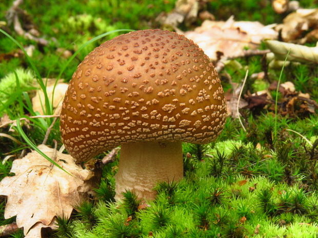 Amanita rubescens Pers.