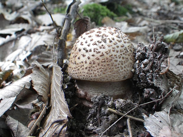 muchotrávka červenkastá Amanita rubescens Pers.