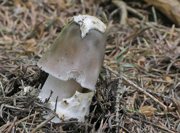 muchotrávka Amanita sp.