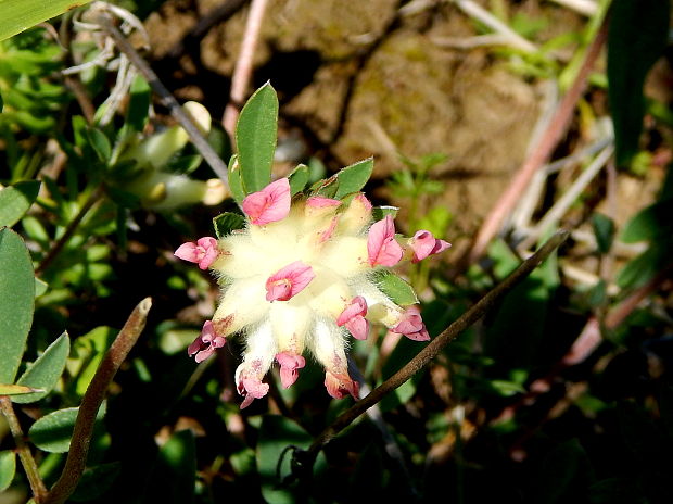 bôľhoj lekársky Anthyllis vulneraria L.