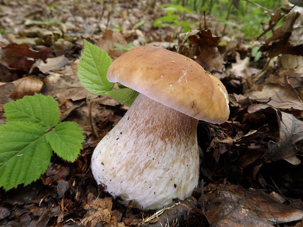 hríb smrekový Boletus edulis Bull.