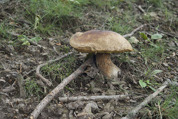 hríb dubový Boletus reticulatus Schaeff.