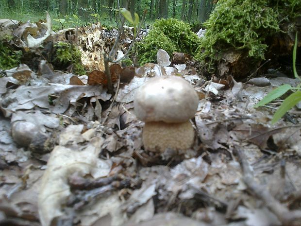 hríb dubový Boletus reticulatus Schaeff.