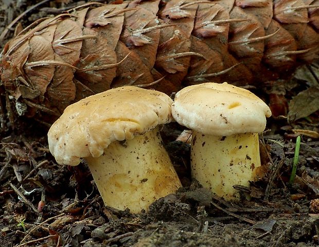 kuriatko jedlé Cantharellus cibarius Fr.