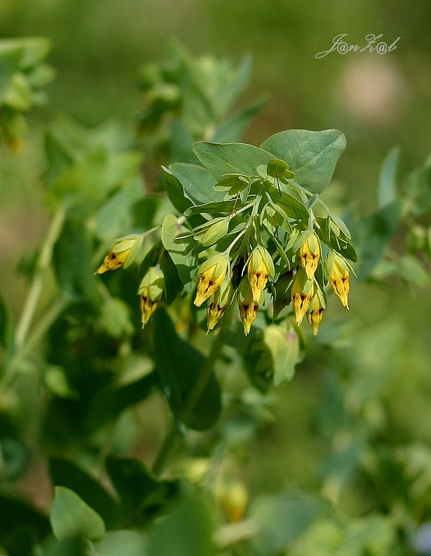 voskovka menšia Cerinthe minor L.