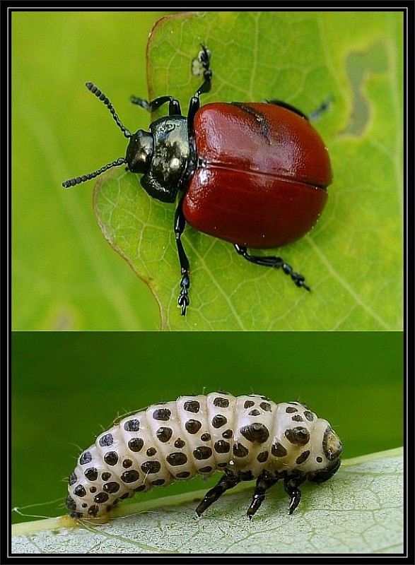 liskavka topoľová Chrysomela populi